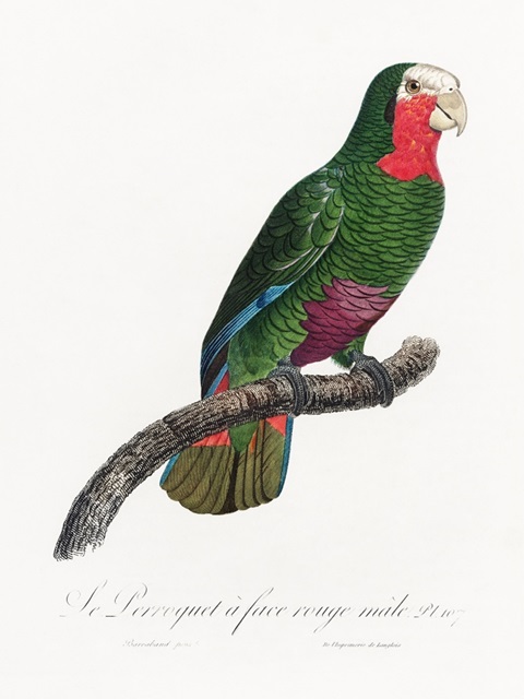 Levaillant Parrot V