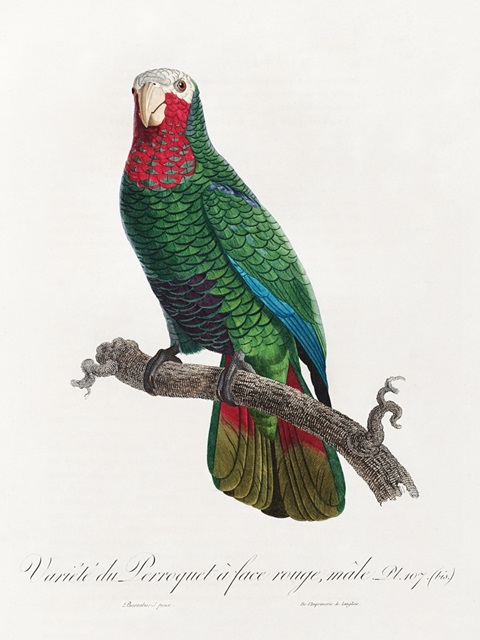 Levaillant Parrot VI