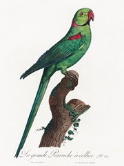 Levaillant Parrot VII