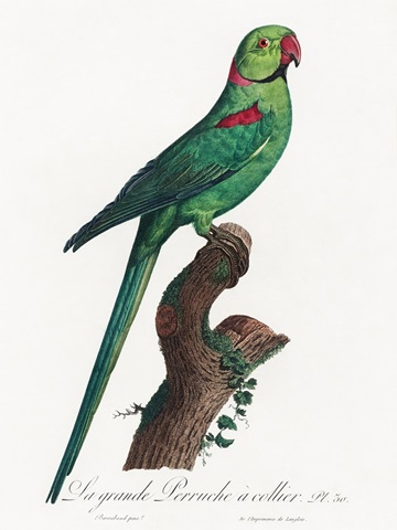 Levaillant Parrot VII