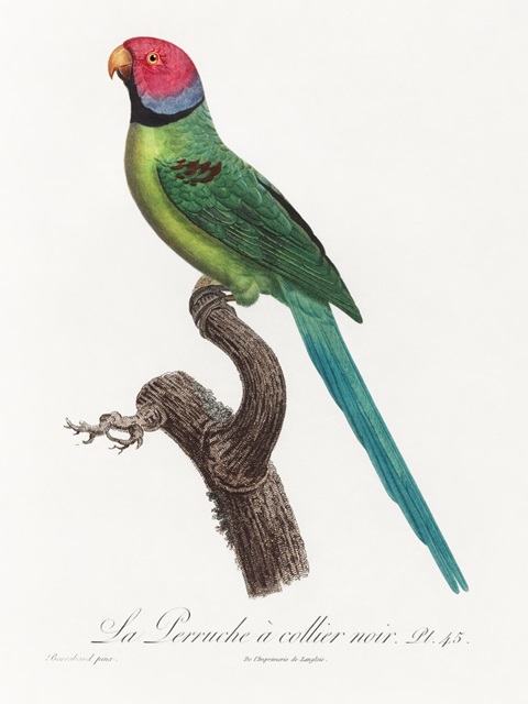 Levaillant Parrot VIII