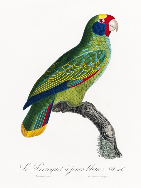 Levaillant Parrot IX