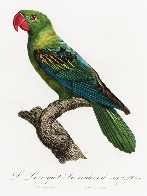 Levaillant Parrot X