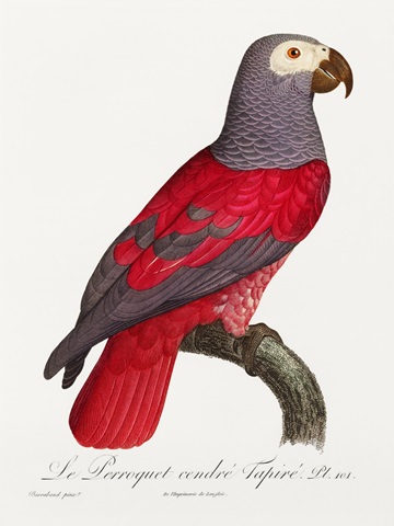 Levaillant Parrot XI