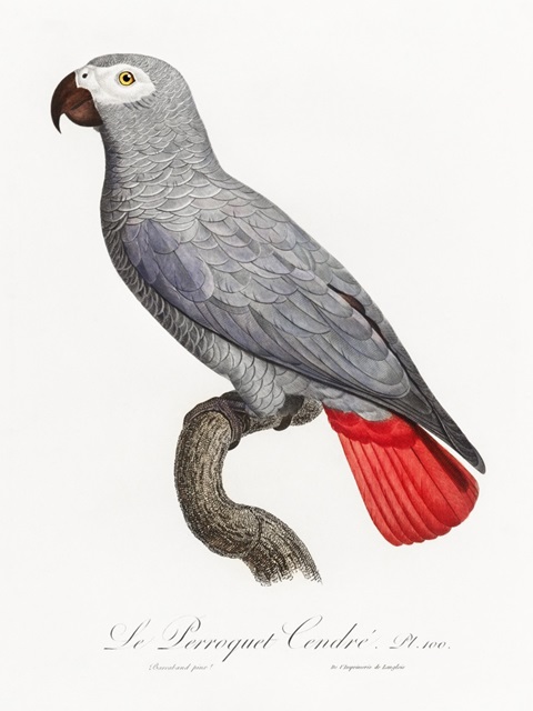 Levaillant Parrot XII
