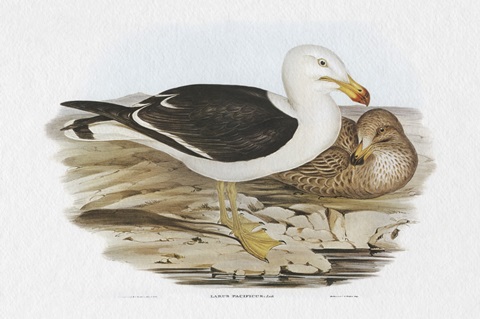 Seabird Pairing I