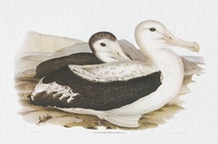 Seabird Pairing III