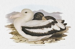 Seabird Pairing IV