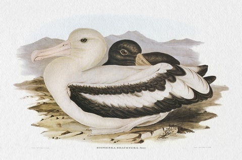Seabird Pairing IV