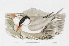 Seabird Pairing VI