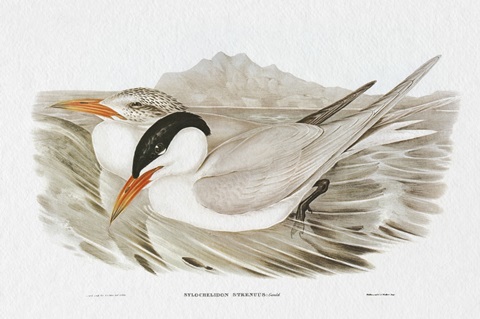 Seabird Pairing VI
