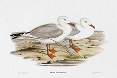Seabird Pairing VII