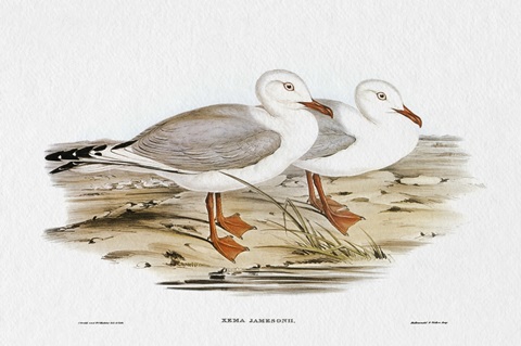 Seabird Pairing VII