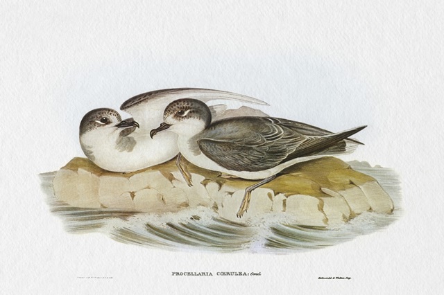 Seabird Pairing VIII