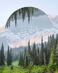 Western Treetops III