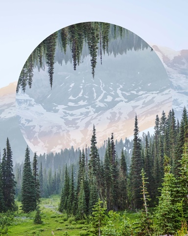 Western Treetops III