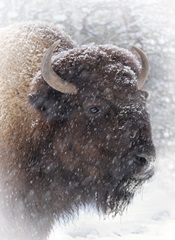 Buffalo in Snow