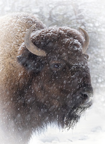 Buffalo in Snow