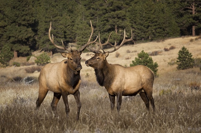 Two Elks II