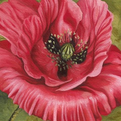 Vivid Poppy I