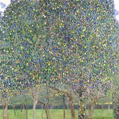 Klimt Multicolor Landscapes II