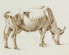 Sepia Grazing Cow sketch I