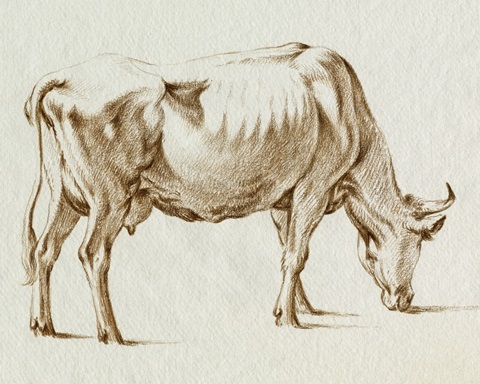 Sepia Grazing Cow sketch I