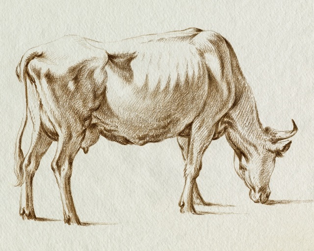 Sepia Grazing Cow sketch I