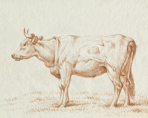 Sepia Grazing Cow sketch II