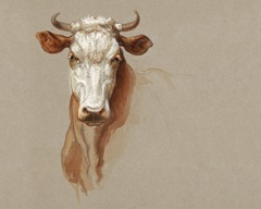 Colman Cow Portrait Study I