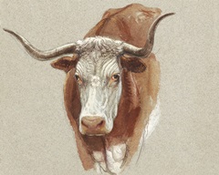 Colman Cow Portrait Study II