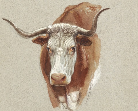 Colman Cow Portrait Study II