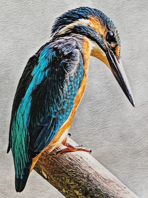 Kingfisher Perched I