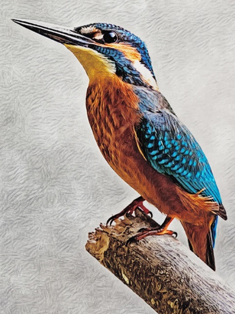 Kingfisher Perched II
