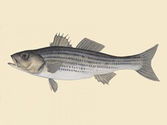 Saltwater Species I