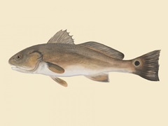 Saltwater Species III