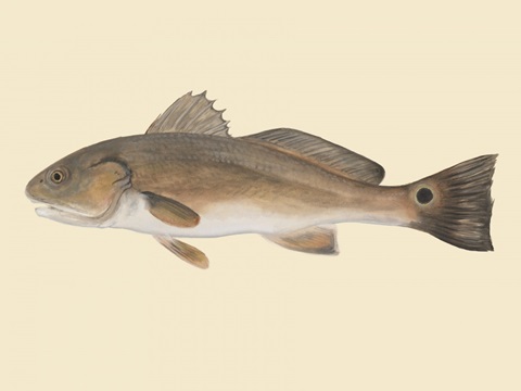 Saltwater Species III