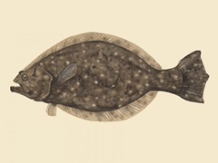 Saltwater Species IV