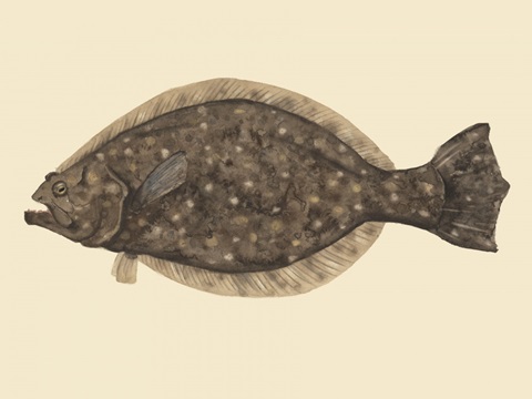 Saltwater Species IV