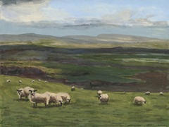 Highland Sheep I