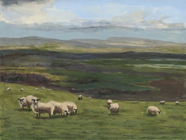 Highland Sheep I