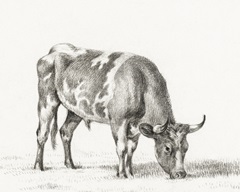 Bernard's Bull Renderings I