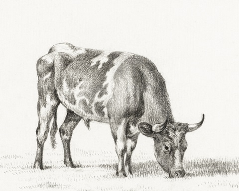 Bernard's Bull Renderings I