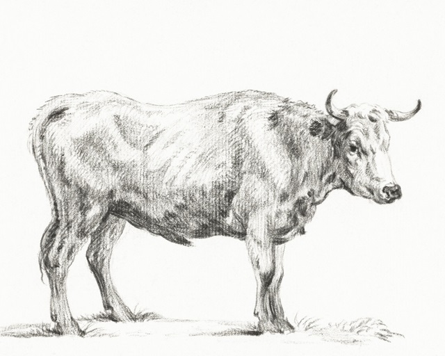 Bernard's Bull Renderings II