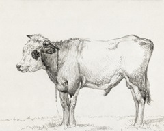 Bernard's Bull Renderings III