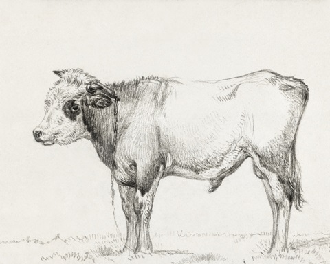 Bernard's Bull Renderings III