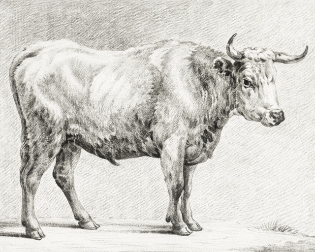 Bernard's Bull Renderings IV