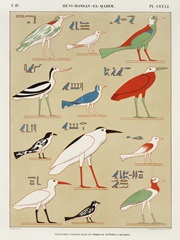 Egyptian Bird Charts II