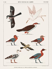 Egyptian Bird Charts IV