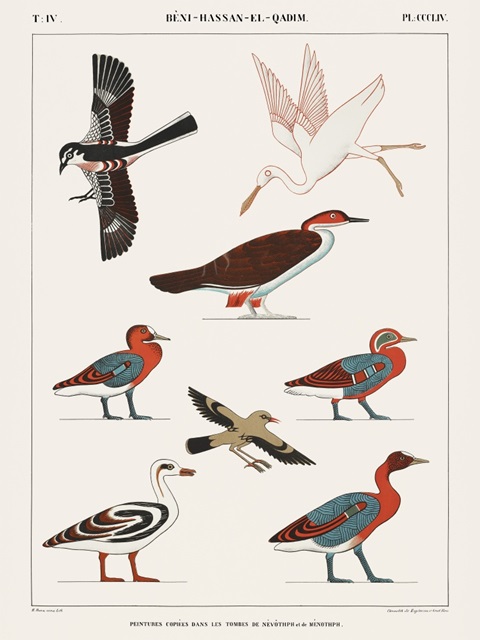 Egyptian Bird Charts IV